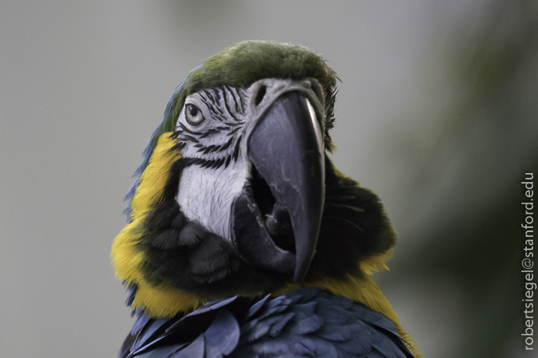 California Academy of Science 2019